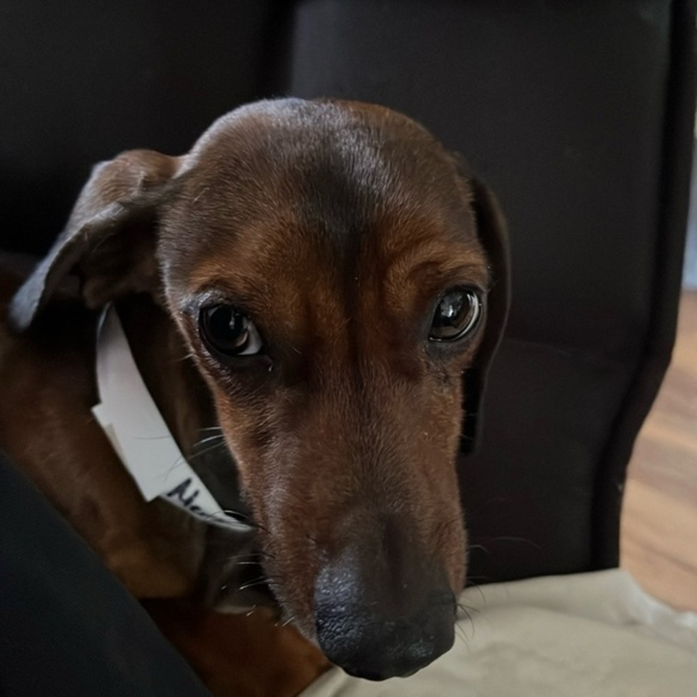 He’s not for sale, but he’s giving out free kisses 🥰 ❤️